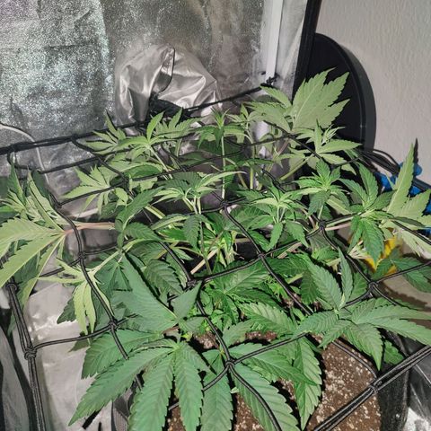 Kleine Queen growlog photo: Direkt nach dem einspannen