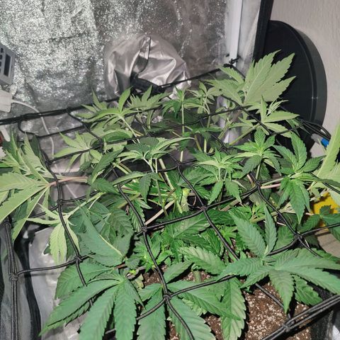 Kleine Queen growlog photo: Direkt nach dem einspannen