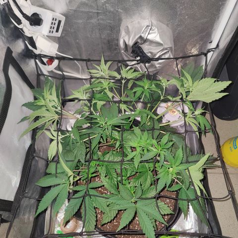 Kleine Queen growlog photo: Direkt nach dem einspannen