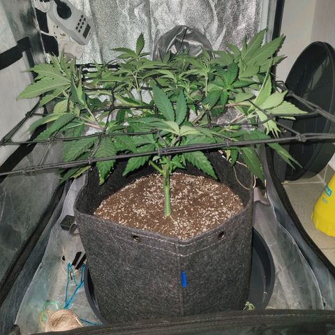 Kleine Queen growlog photo: Direkt nach dem einspannen
