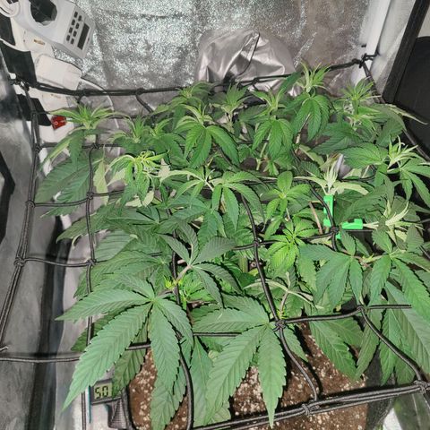 Kleine Queen growlog timeline photo