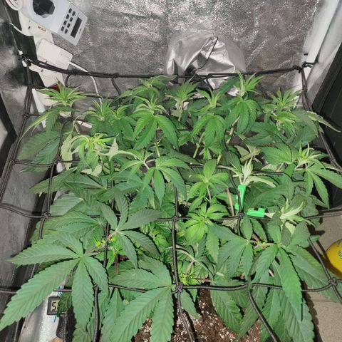 Kleine Queen growlog timeline photo