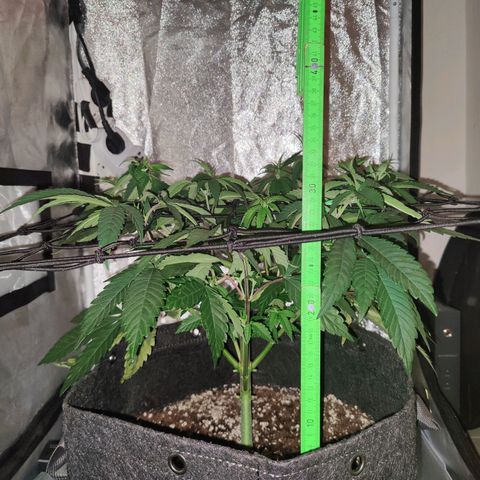 Kleine Queen growlog timeline photo