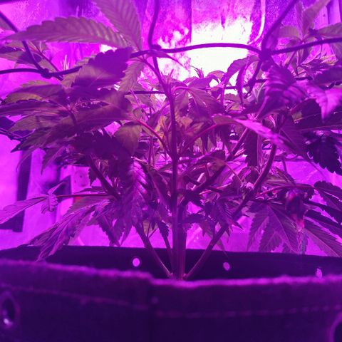 Kleine Queen growlog timeline photo