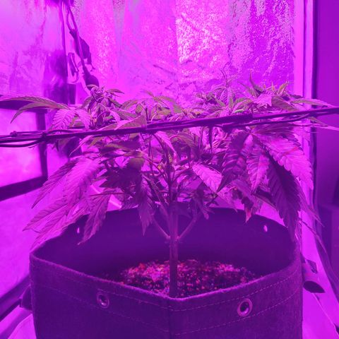 Kleine Queen growlog timeline photo