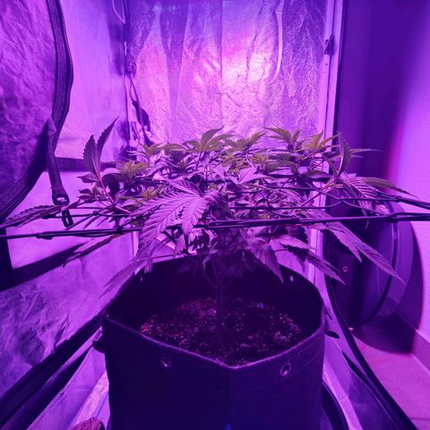 Kleine Queen growlog photo: Leider einen Trieb abgebrochen, beim herauslösen aus dem 90° Winkel (grün). Der anderen habe ich dann eingespannt gelassen