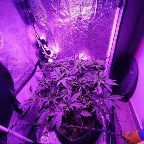 Kleine Queen growlog photo: Leider einen Trieb abgebrochen, beim herauslösen aus dem 90° Winkel (grün). Der anderen habe ich dann eingespannt gelassen
