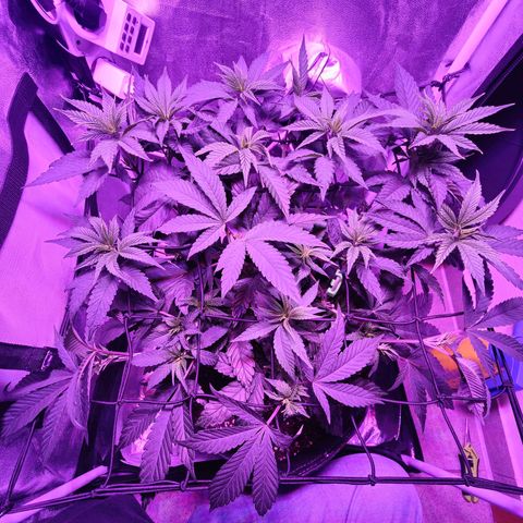 Kleine Queen growlog photo: Leider einen Trieb abgebrochen, beim herauslösen aus dem 90° Winkel (grün). Der anderen habe ich dann eingespannt gelassen