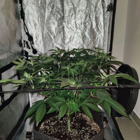Kleine Queen growlog timeline photo