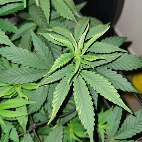 Kleine Queen growlog timeline photo
