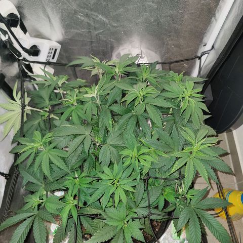 Kleine Queen growlog timeline photo