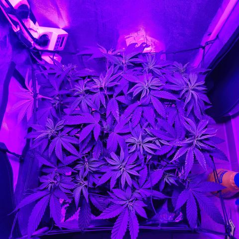 Kleine Queen growlog timeline photo