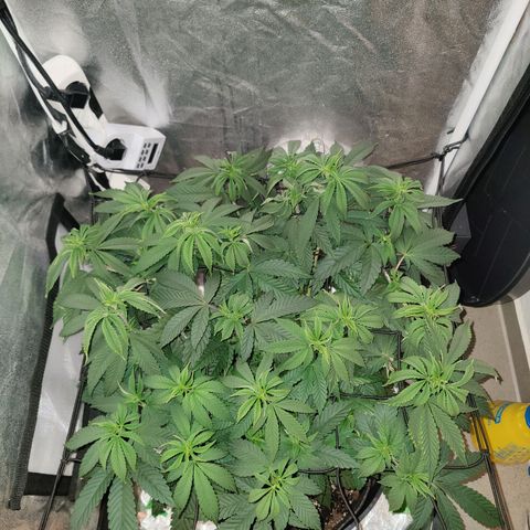Kleine Queen growlog timeline photo