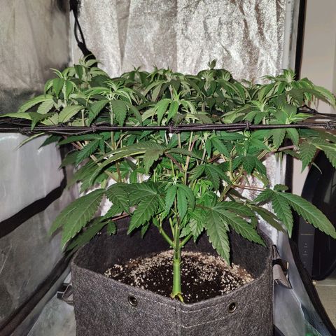 Kleine Queen growlog timeline photo