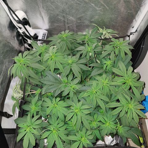 Kleine Queen growlog timeline photo