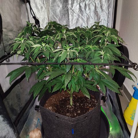 Kleine Queen growlog timeline photo