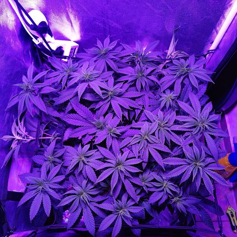 Kleine Queen growlog timeline photo