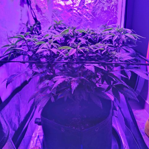 Kleine Queen growlog timeline photo