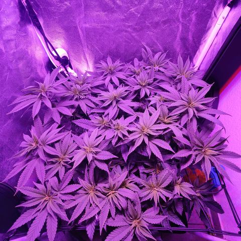Kleine Queen growlog photo: Haare und Dichte haben stark zugenommen