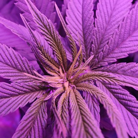 Kleine Queen growlog photo: Haare und Dichte haben stark zugenommen
