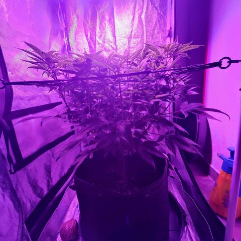 Kleine Queen growlog photo: Haare und Dichte haben stark zugenommen