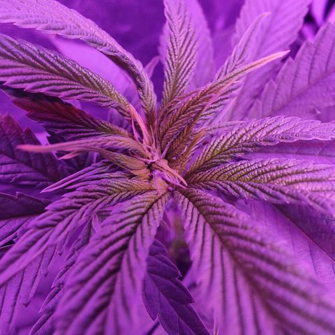 Kleine Queen growlog photo: Haare und Dichte haben stark zugenommen