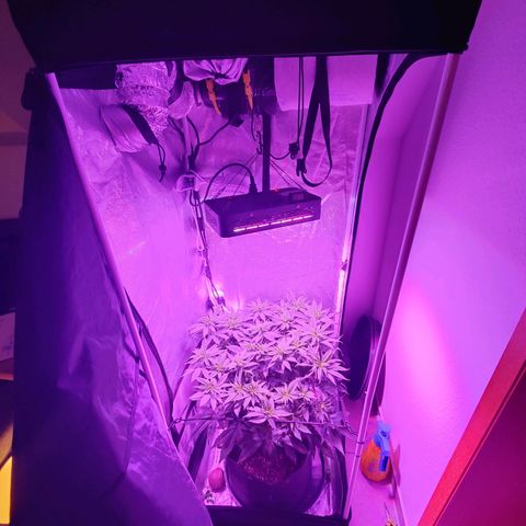 Kleine Queen growlog photo: Haare und Dichte haben stark zugenommen
