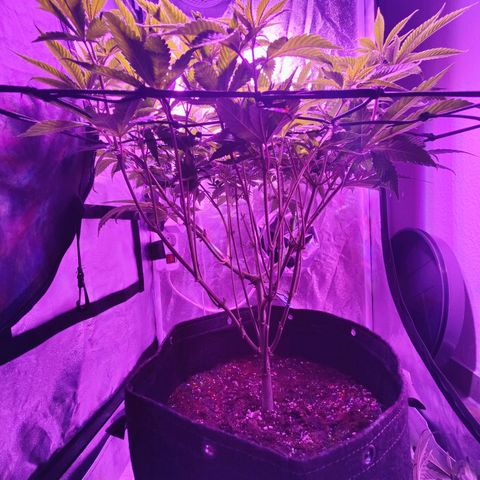 Kleine Queen growlog timeline photo