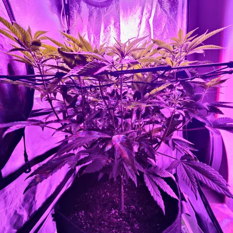 Kleine Queen growlog timeline photo