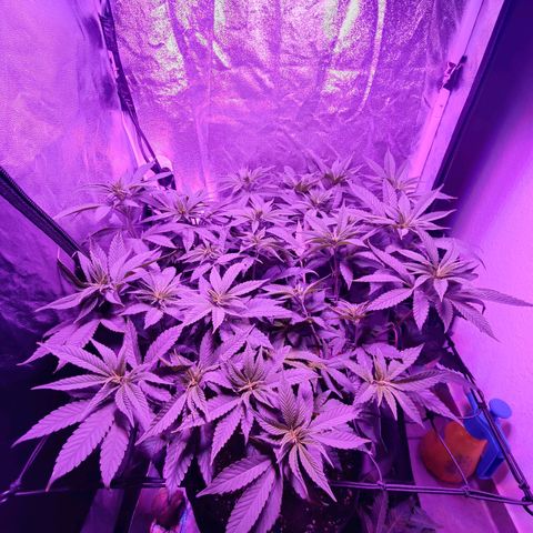 Kleine Queen growlog timeline photo