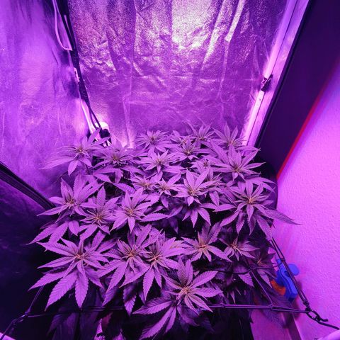 Kleine Queen growlog timeline photo