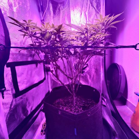 Kleine Queen growlog timeline photo
