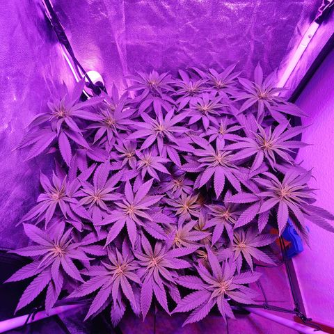 Kleine Queen growlog timeline photo
