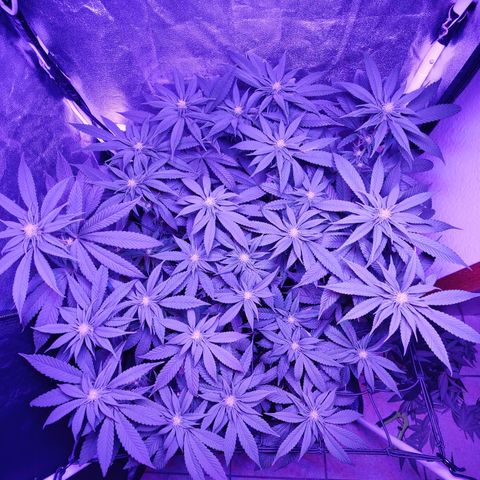Kleine Queen growlog photo: Nach Entfernen vieler Blätter und einiger Triebe