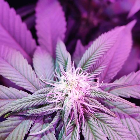 Kleine Queen growlog photo: Nach Entfernen vieler Blätter und einiger Triebe