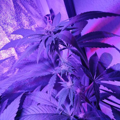 Kleine Queen growlog photo: Nach Entfernen vieler Blätter und einiger Triebe