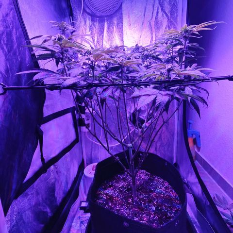 Kleine Queen growlog photo: Nach Entfernen vieler Blätter und einiger Triebe