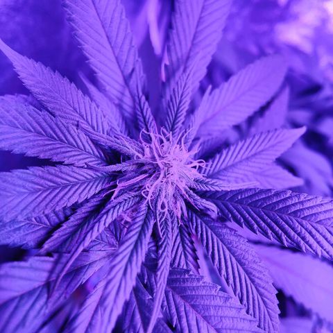 Kleine Queen growlog photo: Nach Entfernen vieler Blätter und einiger Triebe