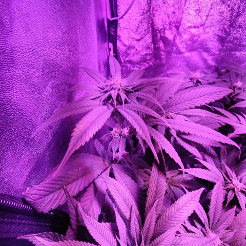 Kleine Queen growlog timeline photo