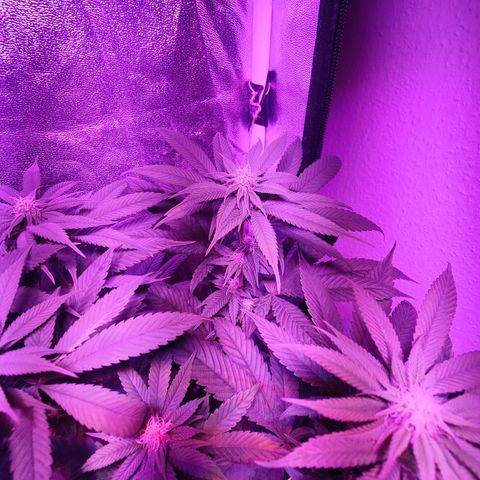 Kleine Queen growlog timeline photo