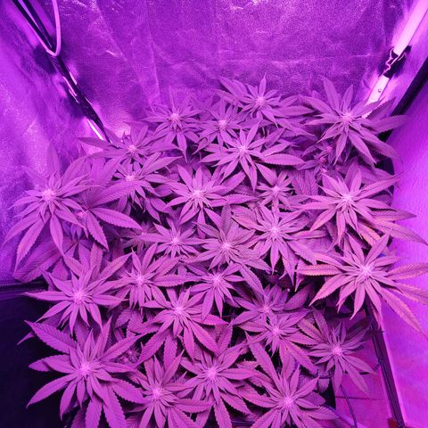 Kleine Queen growlog timeline photo
