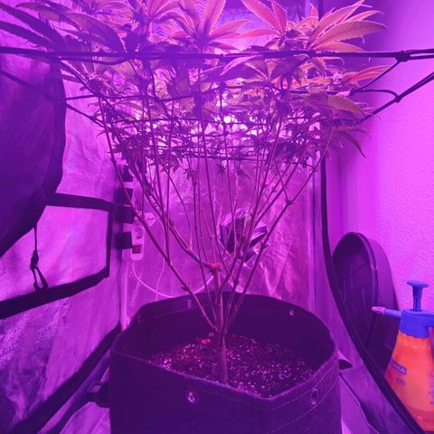 Kleine Queen growlog timeline photo