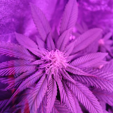 Kleine Queen growlog timeline photo