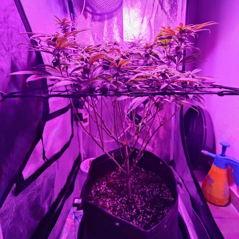 Kleine Queen growlog timeline photo