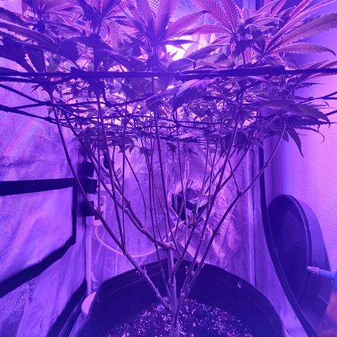 Kleine Queen growlog timeline photo