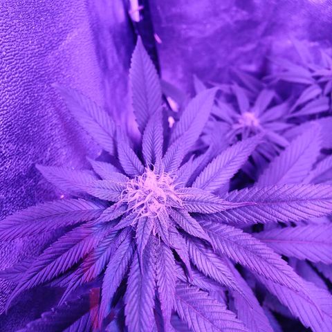 Kleine Queen growlog timeline photo