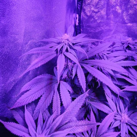 Kleine Queen growlog timeline photo