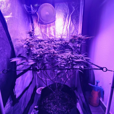 Kleine Queen growlog timeline photo