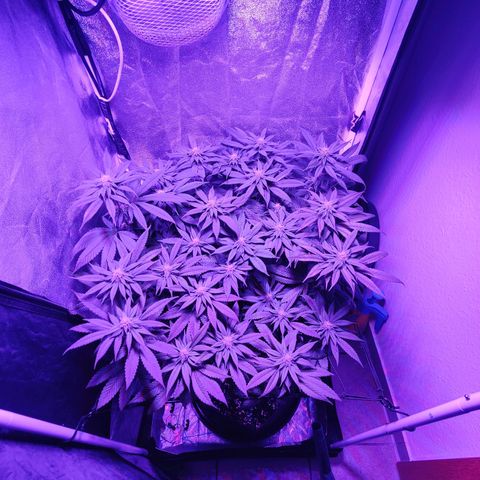 Kleine Queen growlog timeline photo