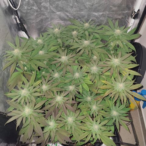 Kleine Queen growlog photo: Immer stärkere Lila Farbe. Die gelben stellen rechts sind nicht schlimmer geworden, seitdem die Lampe höher hängt
